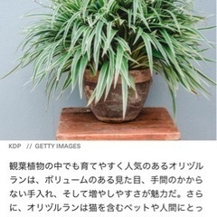 初心者、観葉植物オリヅルラン子株、アロエ子株