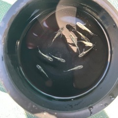 売約済【メダカ】サボテン若魚10匹（無選別）