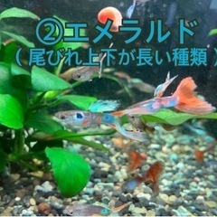 グッピー（3)の画像