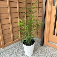 シマトネリコ株立   21cmポット　おしゃれな白鉢付　観葉植物　玄関前の画像