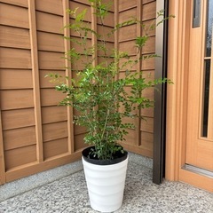 シマトネリコ株立   21cmポット　おしゃれな白鉢付　観葉植物...