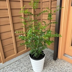シマトネリコ株立   21cmポット　おしゃれな白鉢付　観葉植物　玄関前の画像