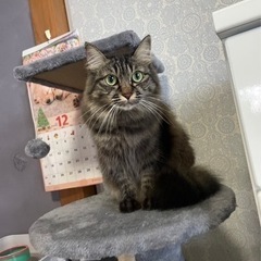 長毛の女の子デヴィ