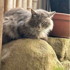 大人しくて可愛いブルーグレーの長毛ゴージャスな男の子🍎猫
