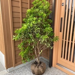 アセビ 白花 大株 根巻き シンボルツリー