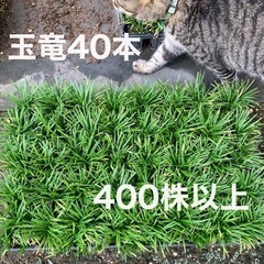タマリュウの中古が安い！激安で譲ります・無料であげます
