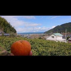 みかん バイト募集