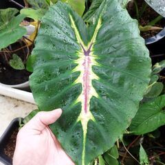 コロカシアホワイトラヴァーの画像