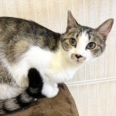 🐈抱っこ大好きユウトくん🐈