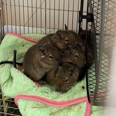 デグーの里親さまを探しています①