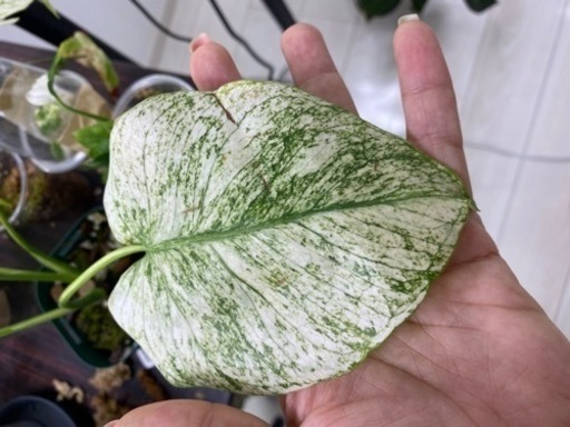 モンステラ デリシオサ「ホワイトモンスター天津蘭」