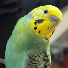 探しています
