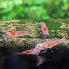 ◆◇赤いミナミヌマエビ(稚エビ)◆◇ 10匹セット ◎水草付き