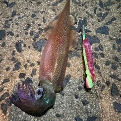一緒に釣りする方募集中 - 庄原市