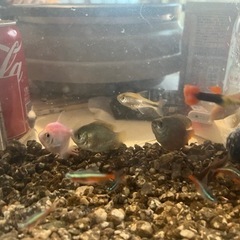 熱帯魚と水槽セット