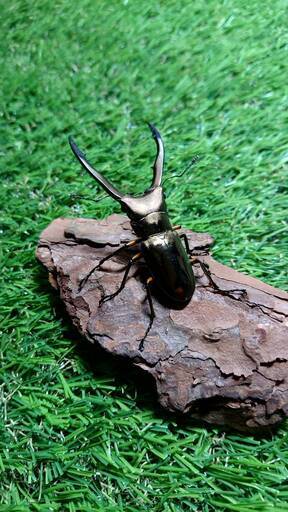 メタリフェルホソアカクワガタ(finae)CBF1　♂♀♀トリオ