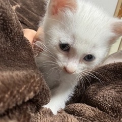 【トライアル決定】生後3週 オッドアイの白猫ちゃん - 一宮市