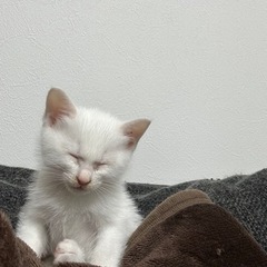 【トライアル決定】生後3週 オッドアイの白猫ちゃん − 愛知県