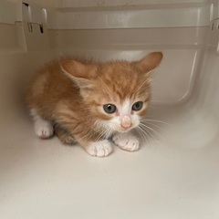 子猫　推定1ヶ月　茶トラ　オス