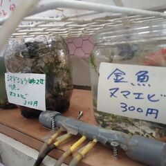 金魚3匹＋ヌマエビ300円と最近珍しいシマドジョウ2匹＋ヌマエビ...