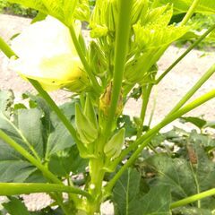 野菜苗 オクラ　ヘルシエの苗　2ポット（4 株）（SOLD OUT)の画像