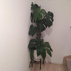 値下げ☆モンステラ&スパティフィラム  寄せ植え  家具 インテ...