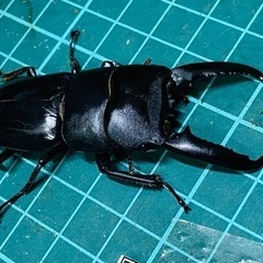 （お取引中）①ツシマヒラタクワガタ　ペアの販売の画像