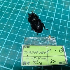 （お取引中）①ツシマヒラタクワガタ　ペアの販売の画像