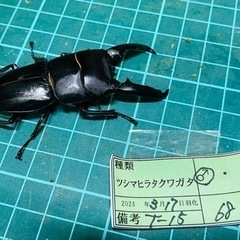 （お取引中）①ツシマヒラタクワガタ　ペアの販売