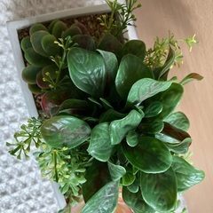 新品未使用✨抗菌機能付フェイクグリーン②定価2000円の画像