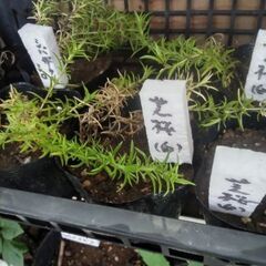 草花5点200円コーナーに芝桜を品出ししました。