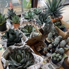 千葉県旭市パン屋オープン記念！植物販売します！アガベやサボテン！