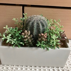 新品未使用✨抗菌機能付フェイクグリーン⑤定価2000円