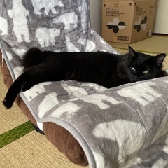 カギしっぽ 黒猫(お見合い中止の為再度募集)