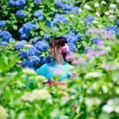 6月８日（土）　三室戸寺　紫陽花　ライトアップ　「東海平日もカメ...