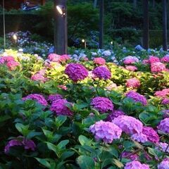 6月８日（土）　三室戸寺　紫陽花　ライトアップ　「東海平日もカメラ部」募集 - 宇治市