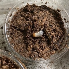 オオクワガタ幼虫３匹セットの画像