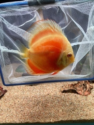 値下げ　ディスカス　アルビノ　ゴールデン　3匹