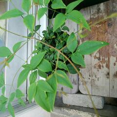 南天、こぼれ落ちた実から芽吹いて4年目ですの画像