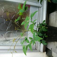 南天、こぼれ落ちた実から芽吹いて4年目ですの画像