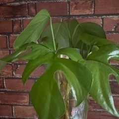 観葉植物 
