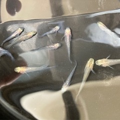 白姫、小町、オロチメダカ30匹の画像