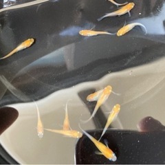 白姫、小町、オロチメダカ30匹の画像