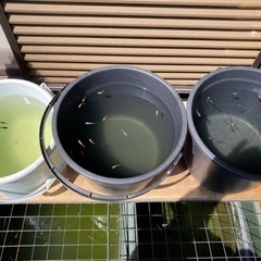 白姫、小町、オロチメダカ30匹の画像