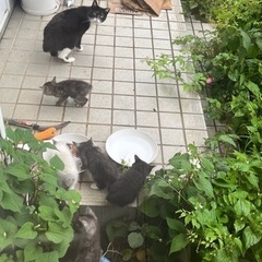 野良子猫救助 - 八王子市