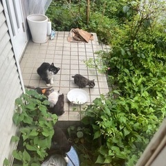 野良子猫救助 - 猫