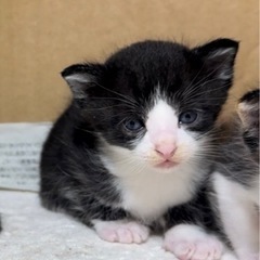 保護ネコ(子猫)