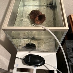 ６０センチ水槽台及び４５センチ水槽の画像