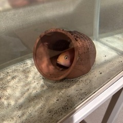 ６０センチ水槽台及び４５センチ水槽の画像
