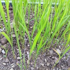 ハッピーヒルの苗　100本くらい　育苗箱おつけします。の画像